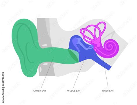 Ear anatomy diagram Stock Vector | Adobe Stock