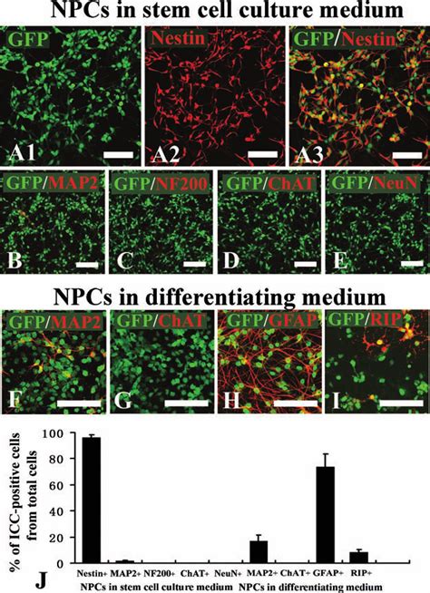 P1 Neural Progenitor Cell Npc Characterization And Differentiation