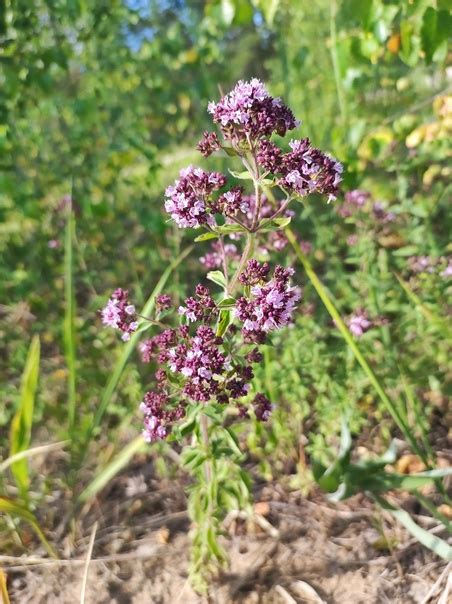 Душица обыкновенная (Origanum vulgare). Ивановская область, Южский ...