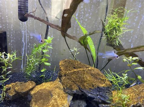 Electric Blue Ram Sexing Cichlid