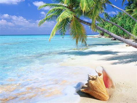 Tropical Island Sandy Beach Ocean Turquoise Water Sea Snail Green Palm