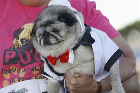 World's Ugliest Dog Revealed: Meet Peanut, a Chihuahua-Shih Tzu Mix