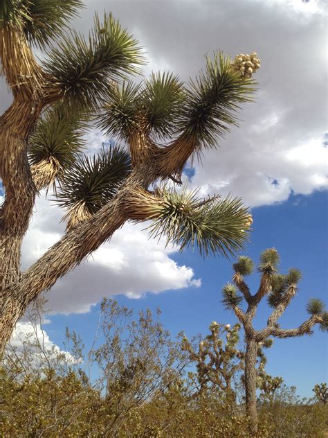 Joshua Tree Summer 2013