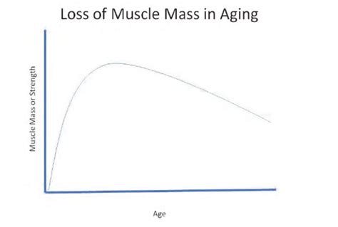 Muscle Mass Changes With Aging Peak Muscle Mass Occurs Between The