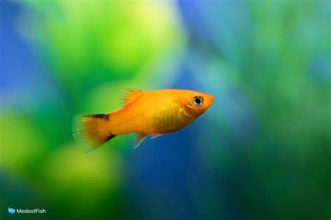 Platy Fish Types: My Top Varieties, Patterns & Show Stoppers