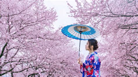 Cherry Blossom Season In Tokyo A Must See Event For Springtime