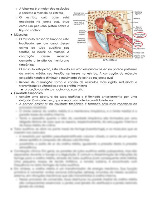 Solution Histologia Da Orelha Studypool