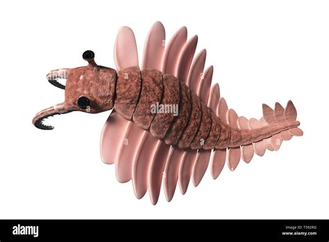 Anomalocaridids Hi Res Stock Photography And Images Alamy