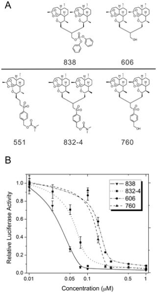 An Artemisinin Derived Dimer Has Highly Potent Anti Cytomegalovirus