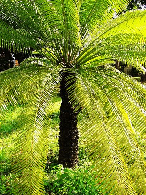 Home And Garden : Cycas circinalis