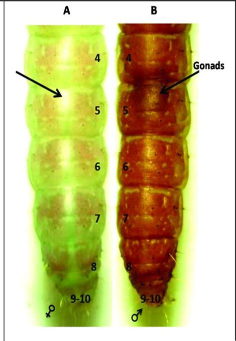 Pdf Sex Discrimination By Morphological Traits For Larvae And Pupae Of Potato Tuber Moth