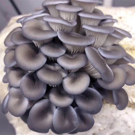 Oyster Mushroom Facts · Florida Fungi Farm