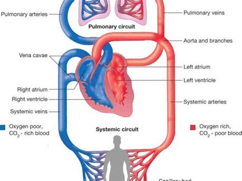 Circulatory System Explained Including Its Function And How It Works