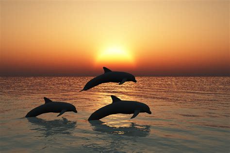 Key West Dolphins by GypsyH on DeviantArt