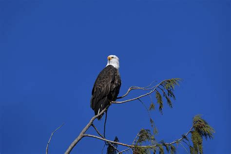 Biblical Meaning Of Eagle In Dreams Christian Faith Guide