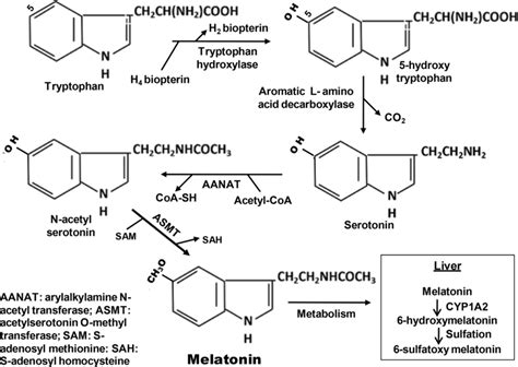 Steps Of Synthesis Of Melatonin In The Pineal Gland Download Scientific Diagram