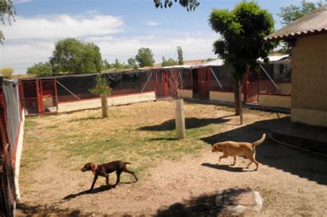 Residencia Canina Madrid Solycan