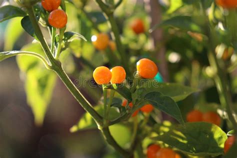 Aji Charapa Charapita Wild Peruvian Chili Pepper Or Lost Incan