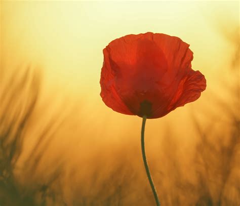 Klatschmohn Sommer Rot Kostenloses Foto Auf Pixabay Pixabay