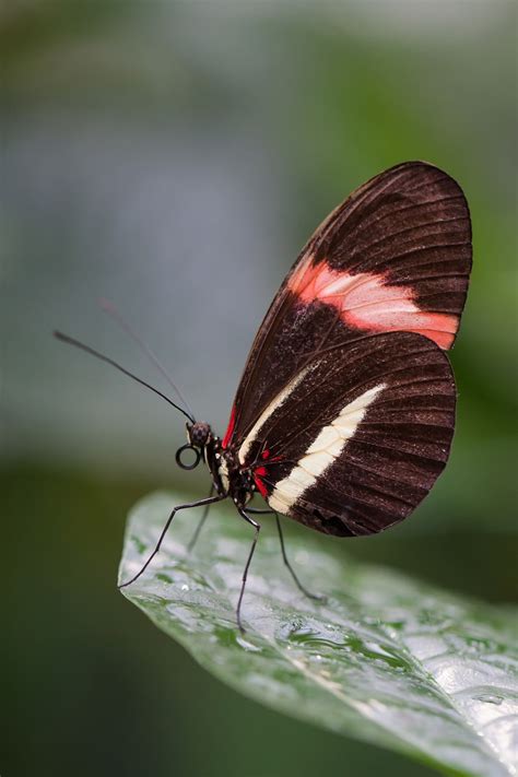 Schmetterling Natur Insekt Kostenloses Foto Auf Pixabay Pixabay