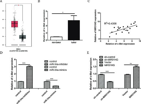 C Met Is A Target Gene Of MiR 34a And Is Indirectly Regulated By