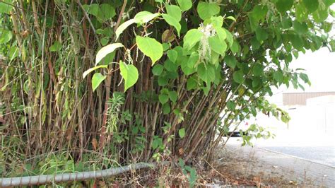 Japanese knotweed removal Birmingham | Eradication | management plans