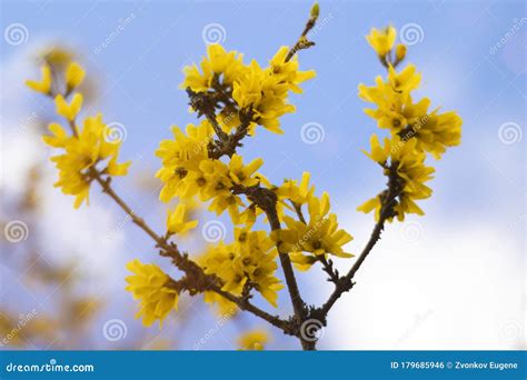 Border Forsythia Is An Ornamental Deciduous Shrub Of Garden Origin