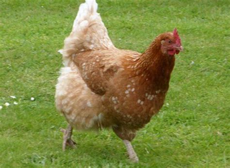 Lohmann Brown Chicken Breed: A comprehensive Guide - Thank Chickens