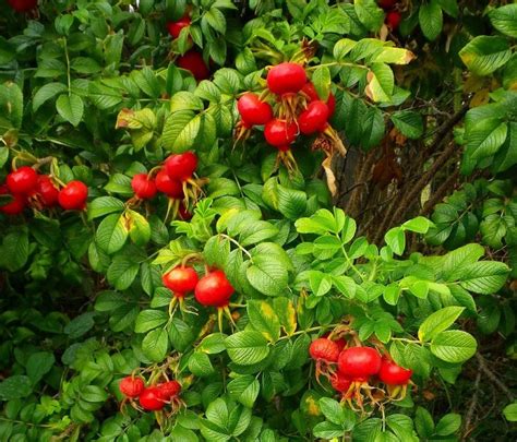 Apfel Rose Alba Rosa Rugosa Alba G Nstig Kaufen