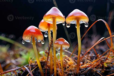 Psilocybe Semilanceata Growing On Moss In Forest Under Rain Mushrooms