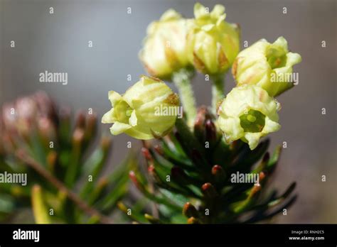 Siberian juniper juniperus sibirica hi-res stock photography and images ...