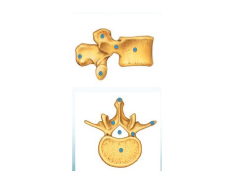 Lumbar Vertebrae L1-L5 — Printable Worksheet