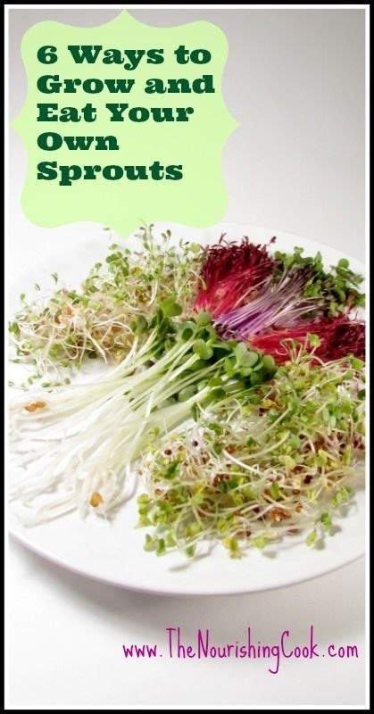 How To Grow Your Own Sprouts Recipes From Nourishing Traditions