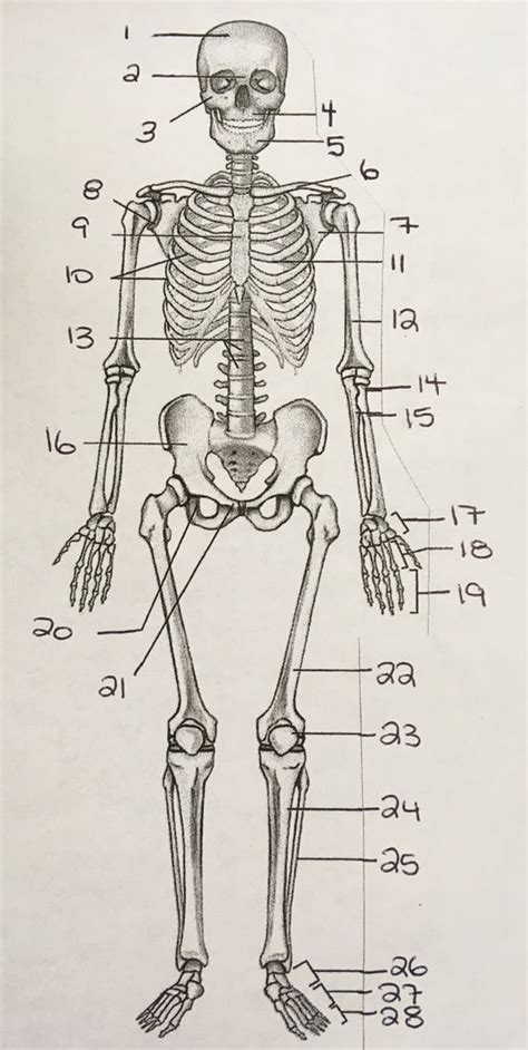 Chapter 6 Skeletal System Diagram Quizlet