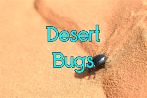 40 Hardy Bugs in the Desert (Pictures and Facts)