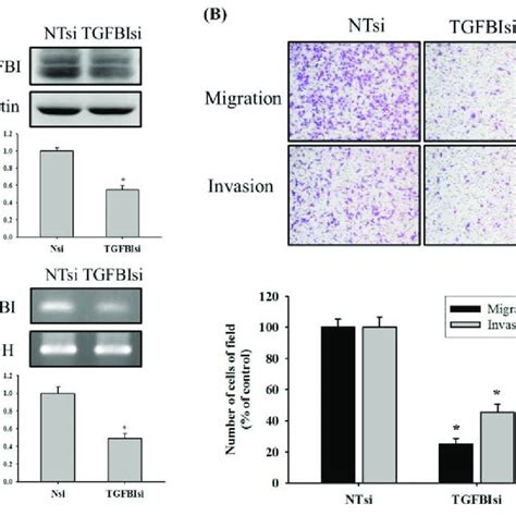 Effects Of Tgfbi Knockdown On Cell Migration And Invasion Of U2os