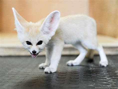 White Fennec Fox Baby