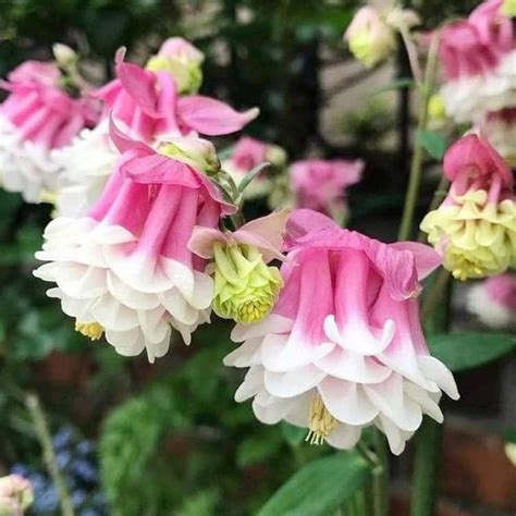 Qauzuy Garden 30 Aquilegia Seeds Pink Petticoat Flower