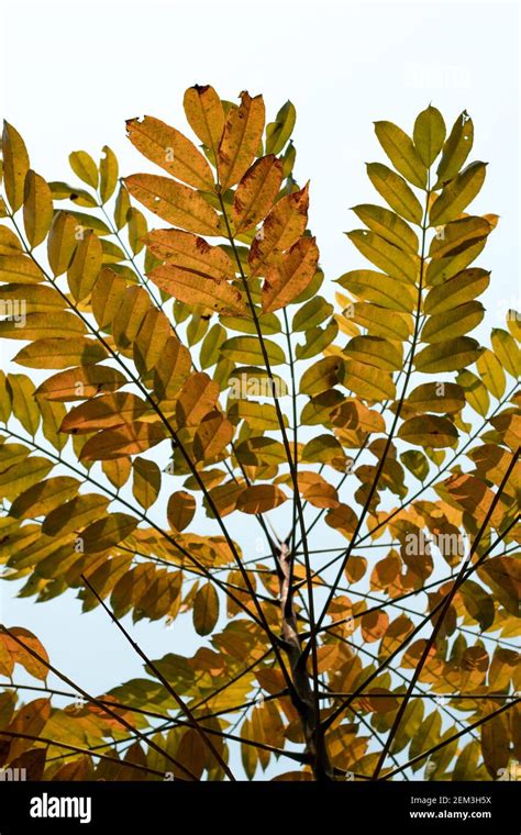 Hog Plum High Resolution Stock Photography And Images Alamy