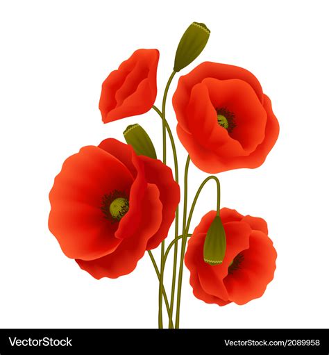 Poppy Flower Poster Royalty Free Vector Image Vectorstock