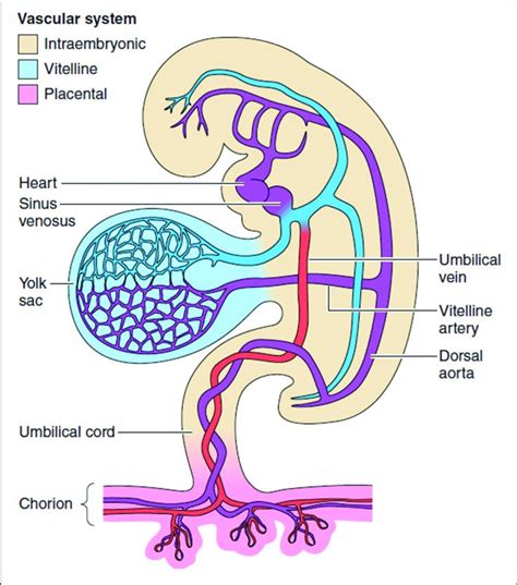 Yolk Sac In First Trimester