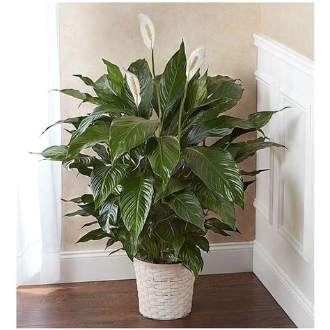 1 800 Flowers® Peace Lily Plant For Sympathy Encinitas Ca