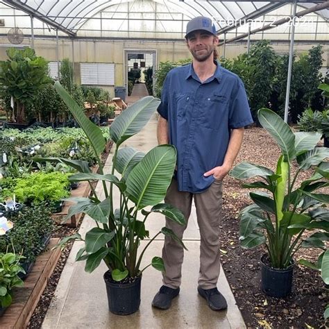 Strelitzia White Bird Tri State Foliage In House Availability