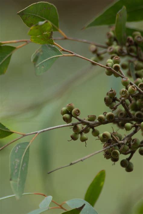 Eucalyptus Eugenioides Thin Leaved Stringybark Vic Nsw… Flickr