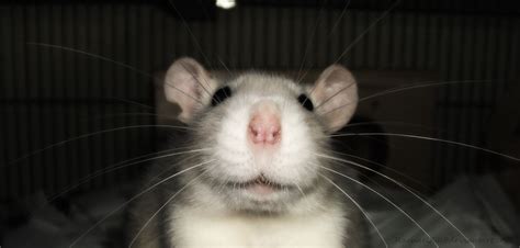 smiling rat by RachaelXIII on DeviantArt