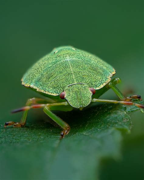 Green Shield Bug Nymph Palomena Prasina Olympus OM D E M Flickr