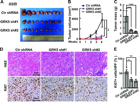 Knockdown Of Grk Inhibits Xenograft Tumor Formation In Vivo A