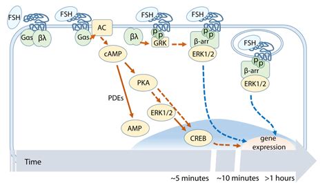 PDF Molecular Mechanisms Of Action Of FSH Semantic Scholar