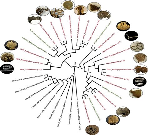 Phyml Phylogenetic Tree Showing The Evolutionary Relationships Of