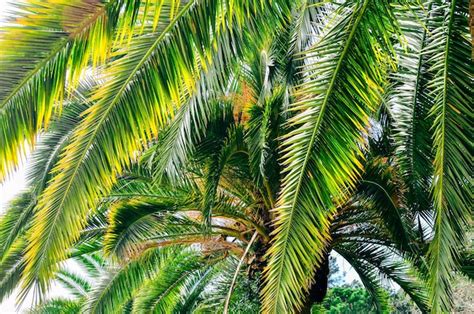 Premium Photo Low Angle View Of Palm Trees